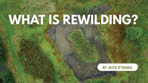 What is Rewilding?