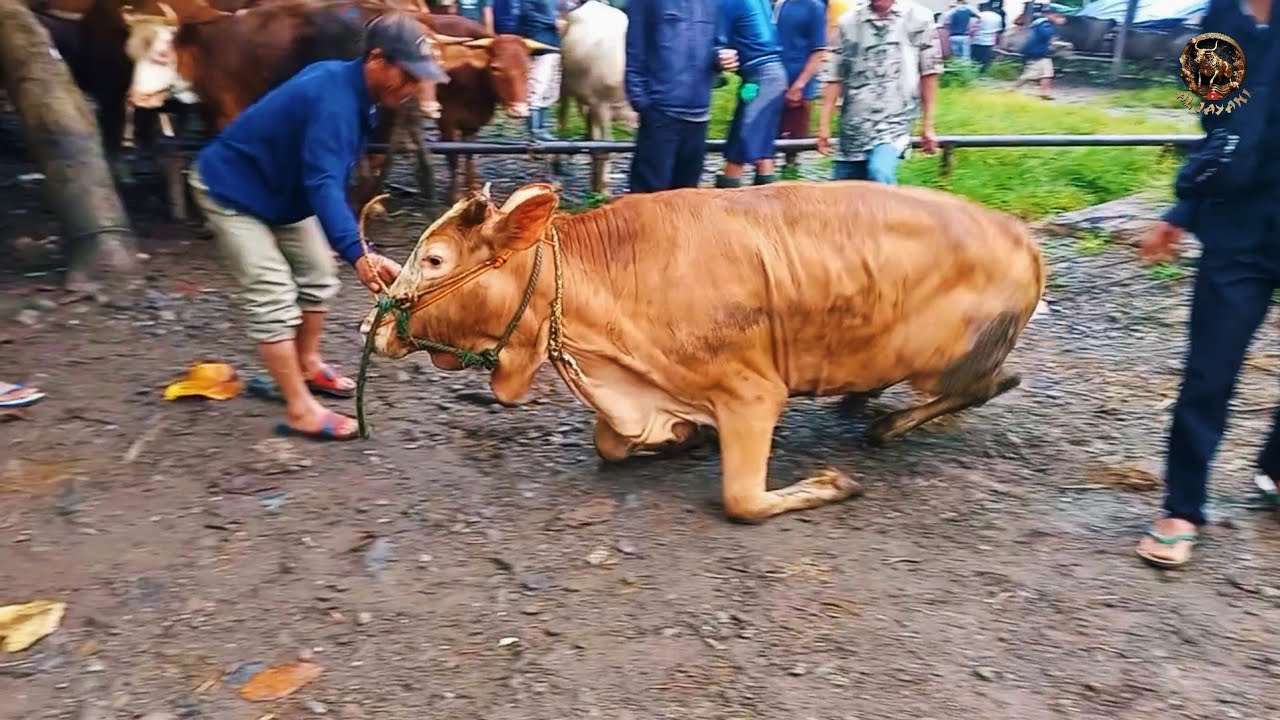 SAPI OLENG DIPASAR‼️SAMPAI WARUNG HANCUR🔥🔥🔥 - YouTube