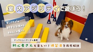 初心者練習法を伝授♪わんこにやさしい室内アジリティで遊ぼ！