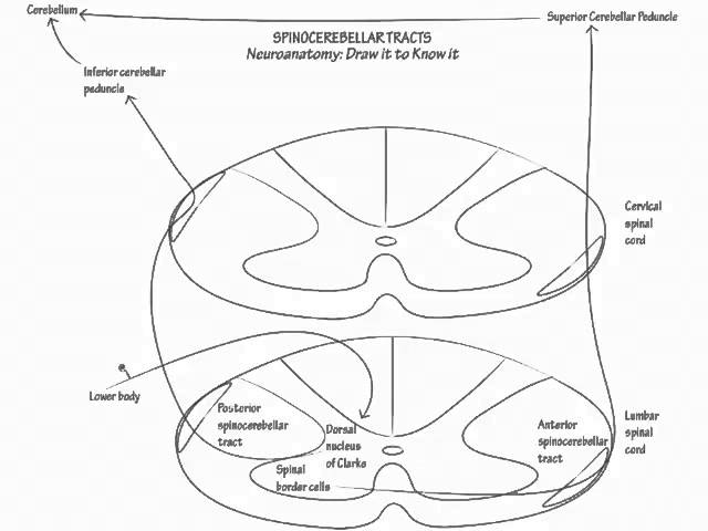 Neuroanatomy: Draw It to Know It