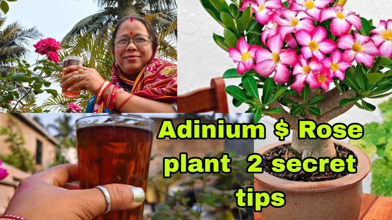 #ଅଡ଼େନିଅମ ଓ# ଗୋଲାପ ଗଛ ରେ କିଛି ସିକ୍ରେଟ ଟିପ୍ସ@pratimaroul4312 #gardeningtips 