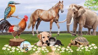 Happy Animal Moment, Familiar Animals Sounds: Horse, Sparrow, Elephant, Turtles - Animal Videos