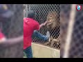 VÍDEO: Leão arranca dedo de homem que tentava acariciá-lo em zoológico