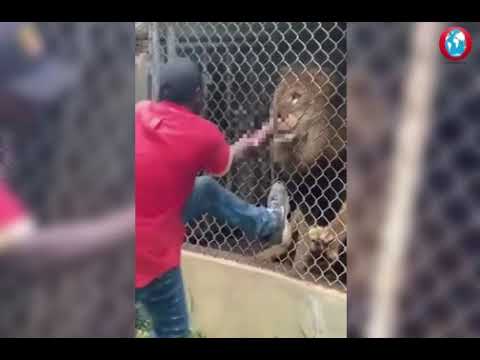 Visitors stunned after zoo attendant’s finger bitten off by lion at Jamaica Zoo