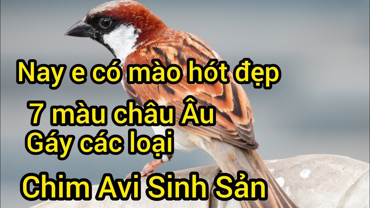 27/02/2026 nay e về chim 7 màu châu Âu, gáy pháp thái, sơn ca, mào cà phê, trĩ nhật, chim avi