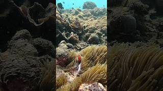 😍 So Many Clown Fish in One Spot 😍 #nemo #clownfish #scubadiving #nusapenidabali