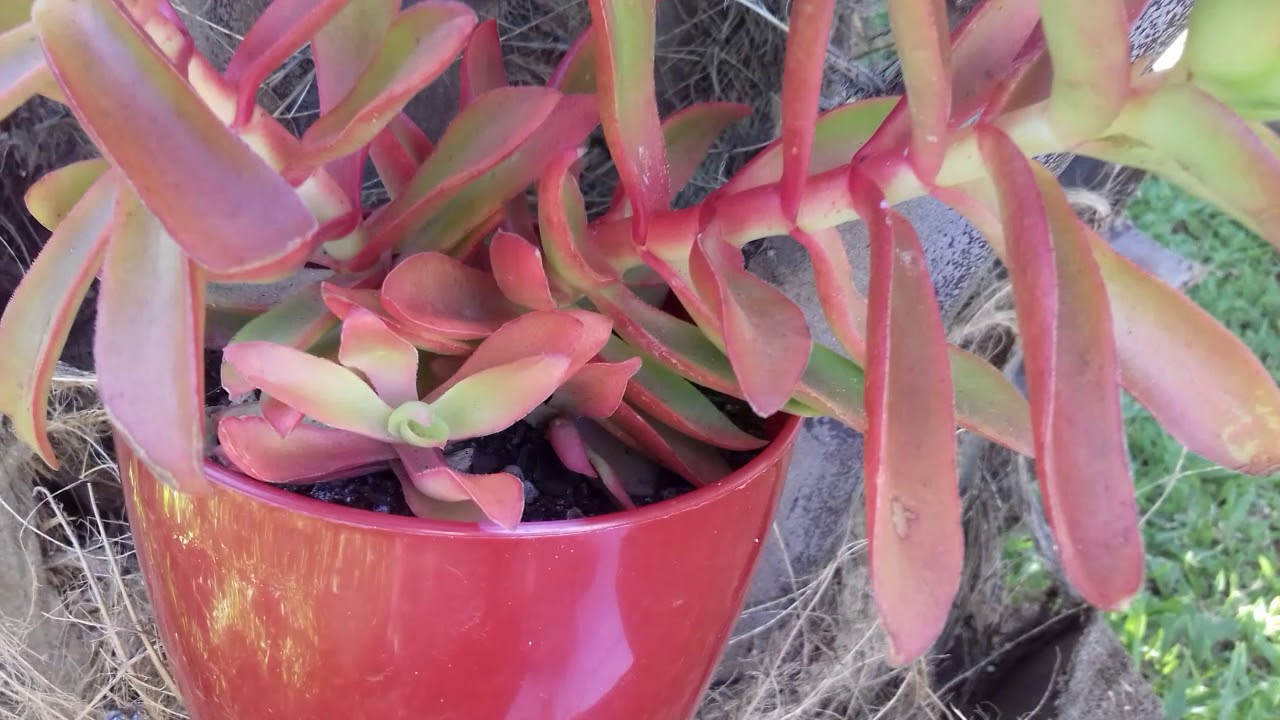 Crassula capitella ( campfire )🍂🍁 