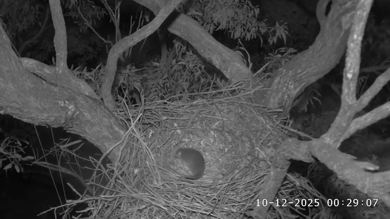 WB Sea Eagle Cam: 2025.12.10 When eagles are away, little critters show up.