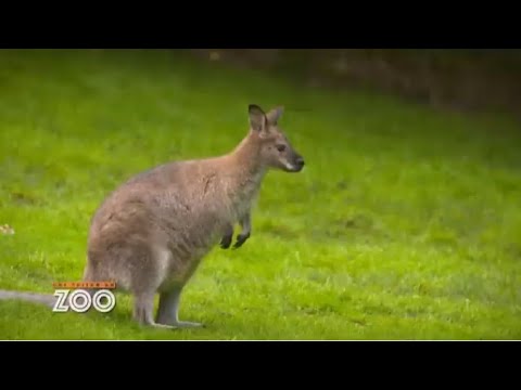 Les wallaby ne semblent pas affams S14E23   Une Saison au Zoo