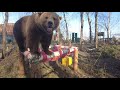 Как ходит медведь по брёвнышку
