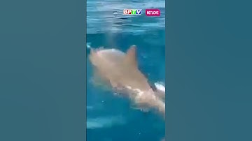 Bất ngờ đàn cá heo "nhảy múa" trước mũi tàu trên vùng biển Khánh Hòa | BPTV #shorts