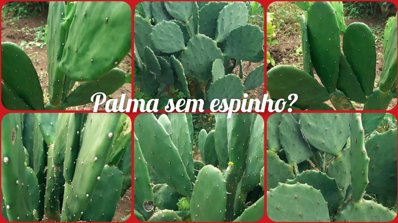 palma sem espinho? será que deu certo o plantio? curiosidade e desenvolvimento