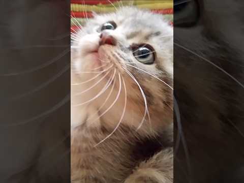 Памяти ушедших за радугу  посвящается