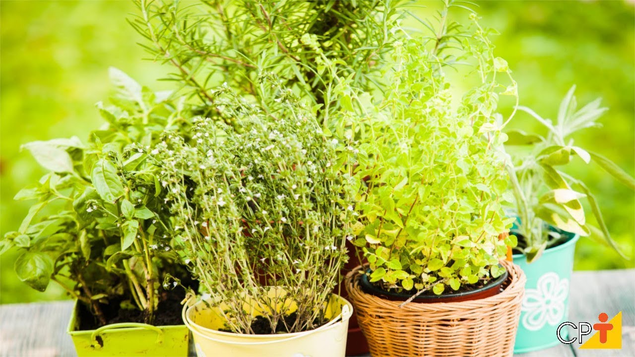 Exemplos De Plantas Obtidas A Partir De Mudas