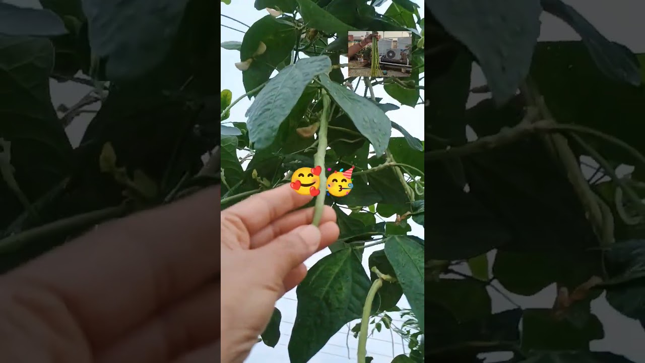 🙏🔥Snake #beans ready to#harvest To get large quantity in #plant I'll show the trick in next video 📈