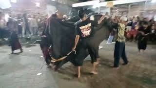 Kalapan Bantengan Putra Pamungkas Muharto