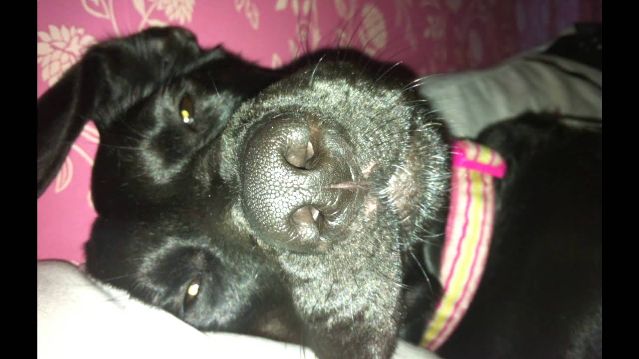 Addison's disease in dogs. YouTube