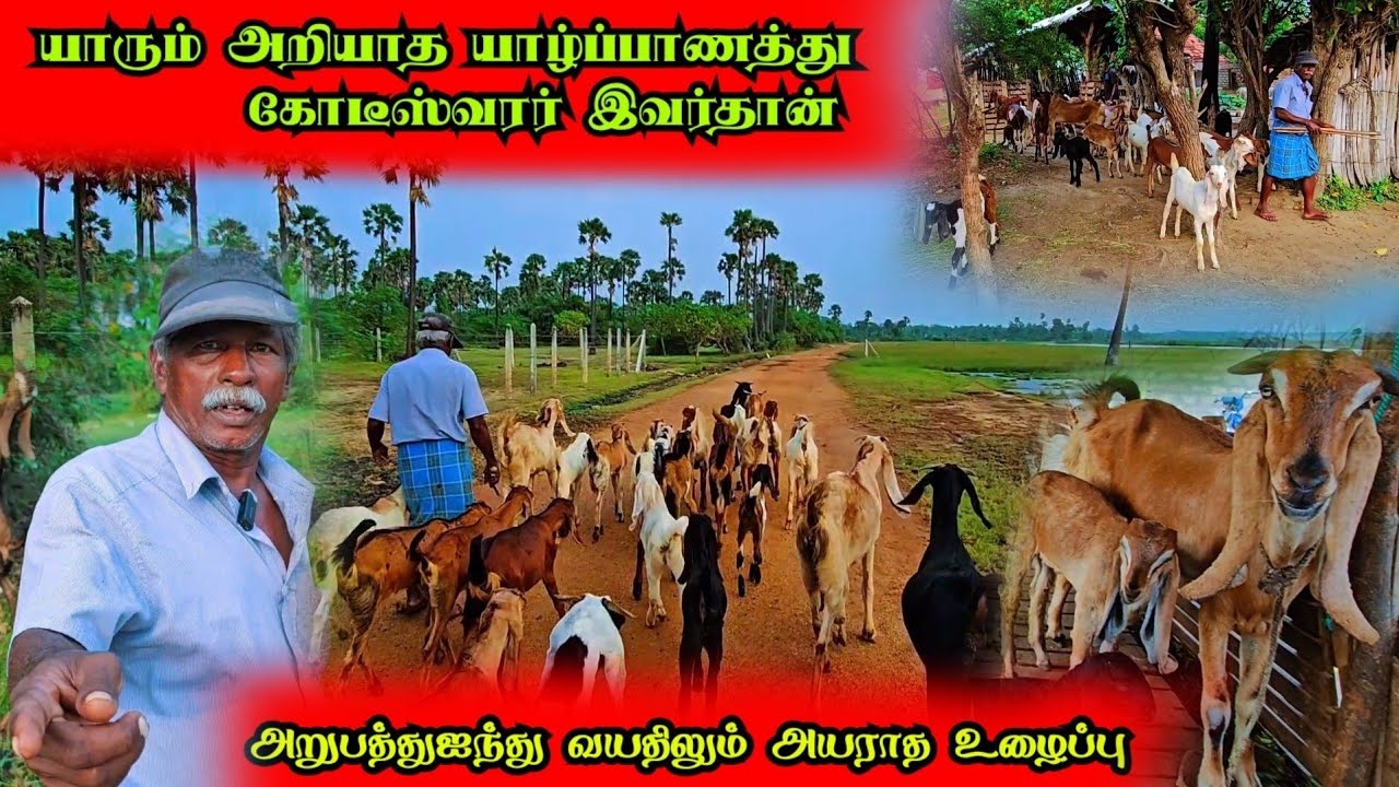 யாரும் அறியாத யாழின் கோடீஸ்வர ஐயா👌அறுபத்துஐந்து வயதிலும் அயராத கடும் உழைப்பு @Spseelanvlogs126