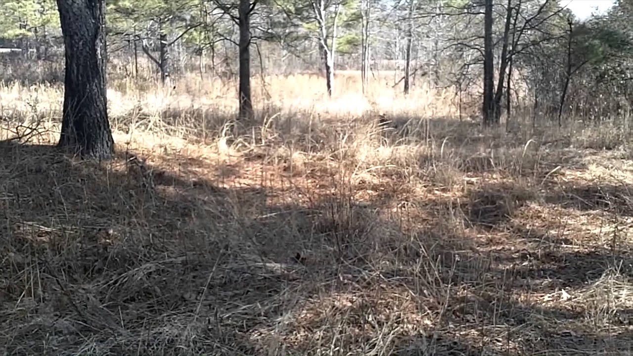 Quail Hunting C. Pierce Farms, NC YouTube