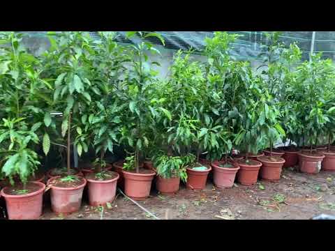 Vú sữa hoàng kim mua ở đâu 0945707848