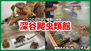 Fukaya Reptile Museum] Animal-Touch-No.1~ Reptile lovers will love