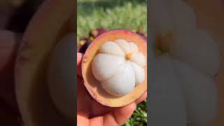 Kupas Buah Manggis (Mangosteen Fruit) #shorts #manggis