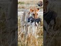 Roar with the lion #shorts #animals