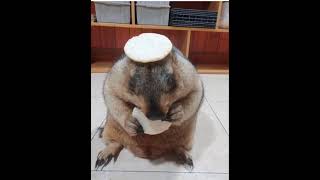 Marmot vs Rice Cracker
