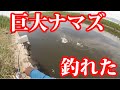 バス釣りしてたら６０ｃｍオーバーの巨大ナマズが釣れた