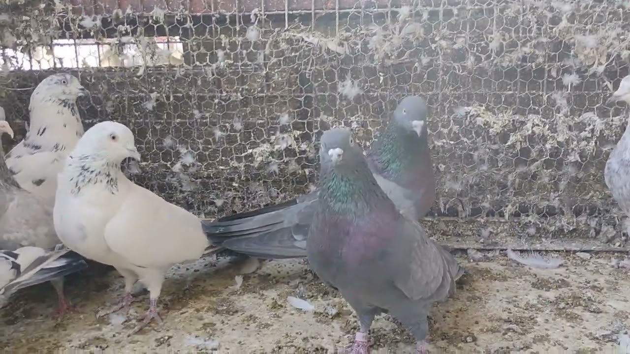 Desi laal gande wale kabooter sale 