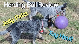 Cattle Dogs Help With Jolly Pets Herding Ball Reviews ~ Plus Toy Haul ~