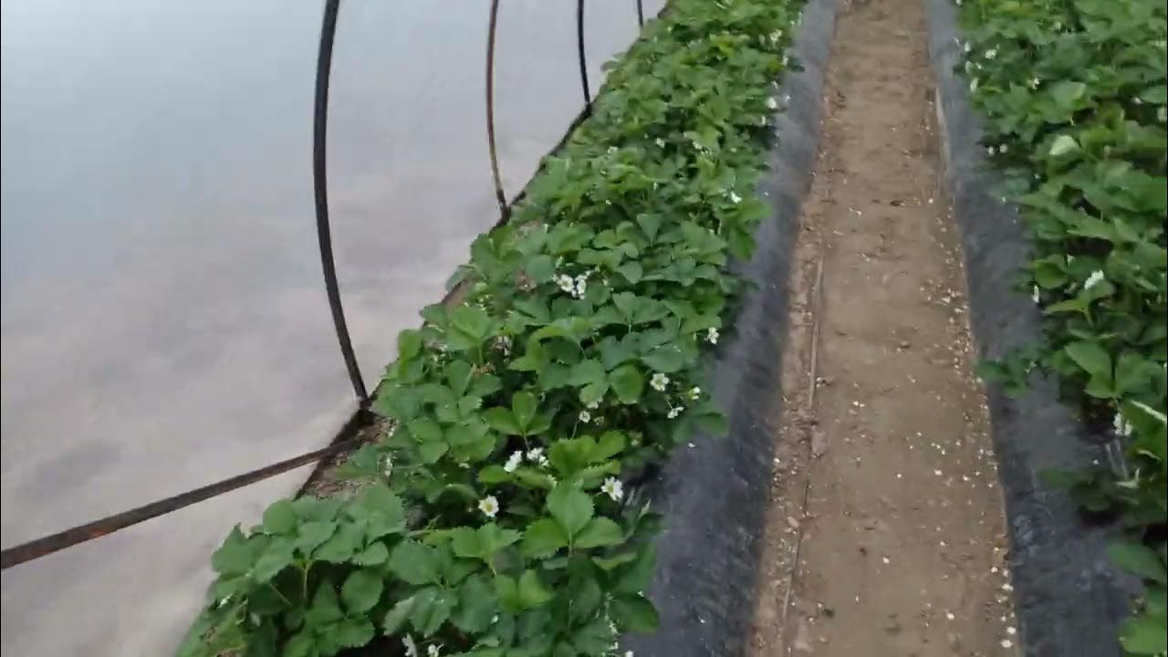 11 апреля.сорт клубники Априка - YouTube