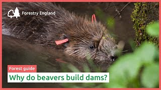 Why do beavers build dams?