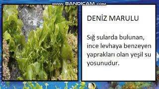 İSMİNDE \