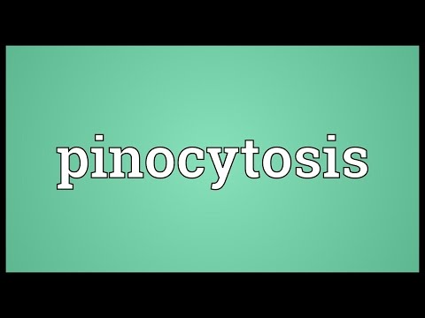 Pinocytosis Meaning