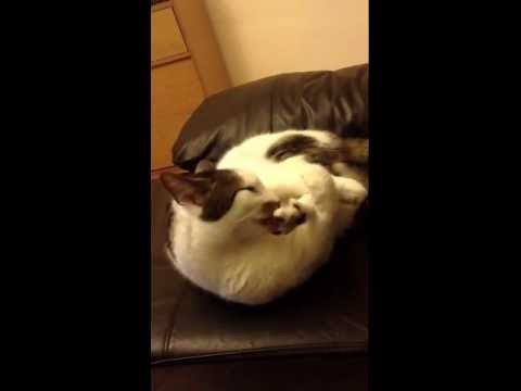cat-gets-leg-cramp-while-playing