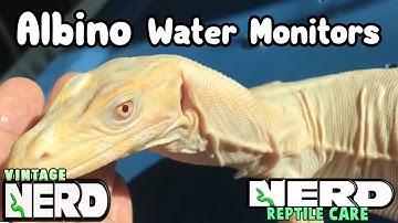 ALBINO MONITOR LIZARDS - SO FRIENDLY
