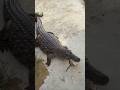捕食するワニ🐊　#自然 #怖い #弱肉強食 #切り抜き #インスタ #reddit #恐怖 #ワニ #shorts #ランキング #猫#インスタ切り抜き#動物