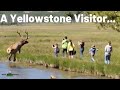 Stupid Yellowstone Behavior: Top 10
