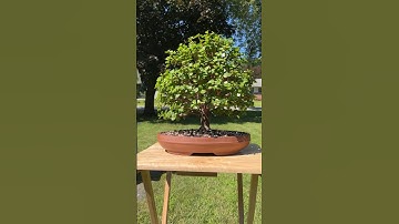 Portulacaria Afra Bonsai Tree #bonsai #plant #bonsaitree #bonsailife #jade