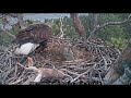 Public invited to help name eagle chicks