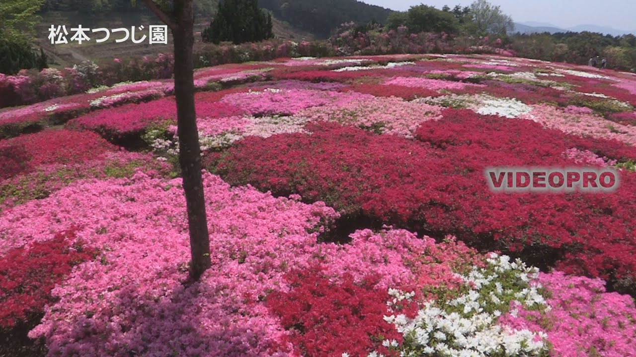 優美 松本ツツジ園のツツジの花が満開 Youtube
