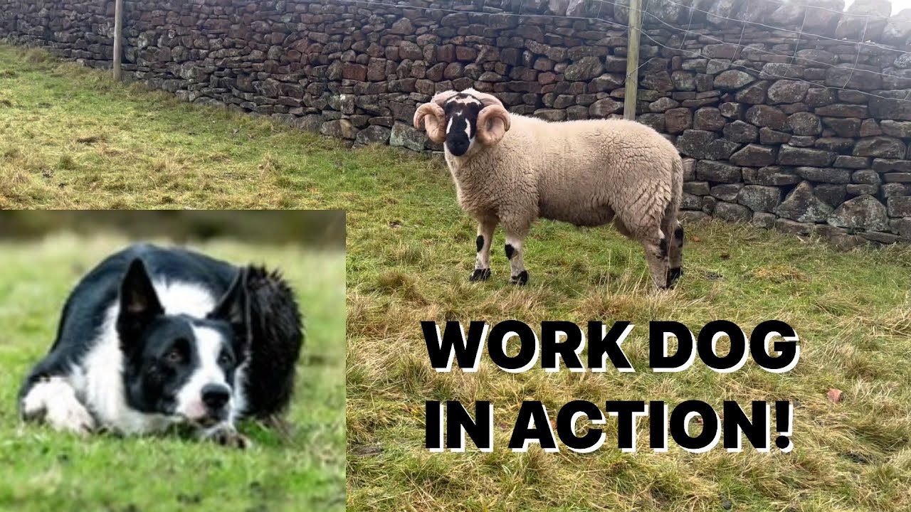 НАША РАБОЧАЯ ОВЧАРКА | БОРДЕР-КОЛЛИ СИЛА