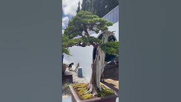 Bonsai trắc bách diệp một tác phẩm quá đẹp