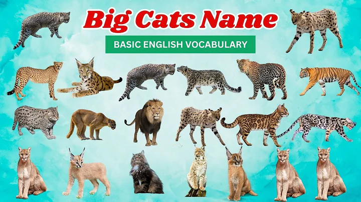 Watch the video about Big Cats Types Names - Cats Name In English - Lion Leopard Snow Leopard Tiger Cheetah Puma Cougar
