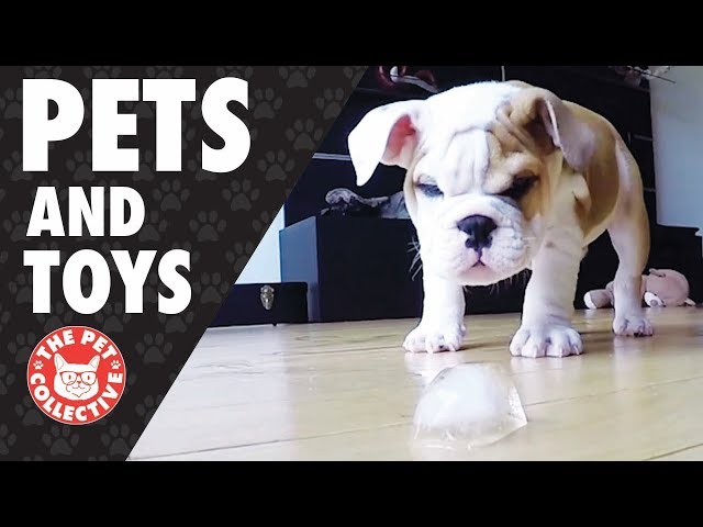 Play Time! | Pets and Their Favorite Toys