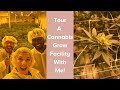 Behind the Scenes Look at a Cannabis Grow Facility in Denver!