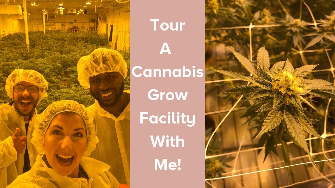 Behind the Scenes Look at a Cannabis Grow Facility in Denver!