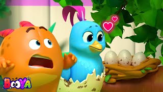 Booya  Pengawasan Burung Kartun Lucu   Lebih Acara Animasi Untuk Anak