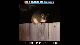 РЕДКИЙ ГОСТЬ,#shorts,Дмитрий Волжский,Австралия,Мельбурн, поссум,природа Австралии,в эмиграшке